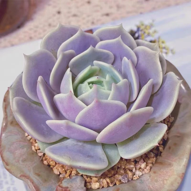 云漫多肉  地栽露娜莲