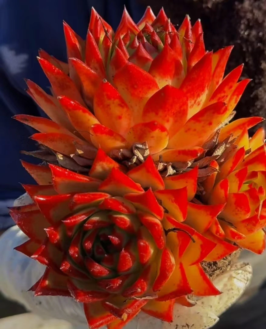 云漫多肉云漫多肉口红群多肉植物新手好养