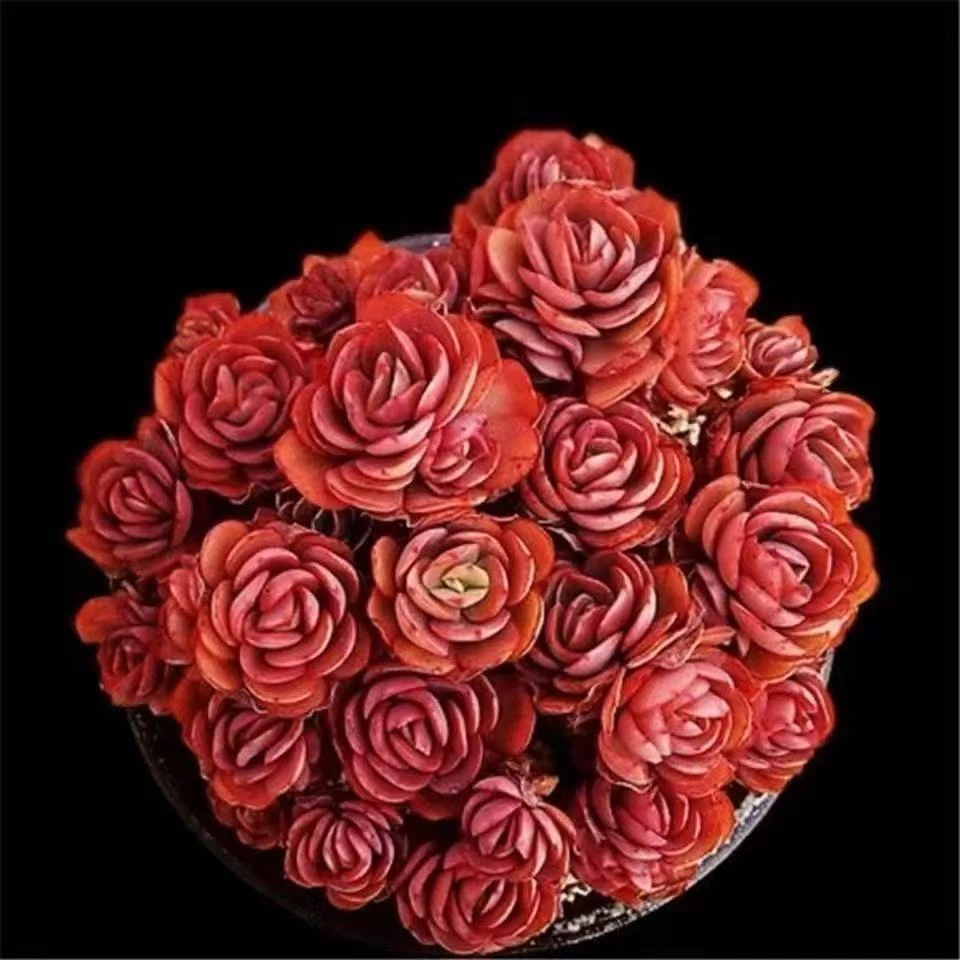 云漫多肉 地栽秀妍  多肉植物 紧凑多头（晾根3-5天发）