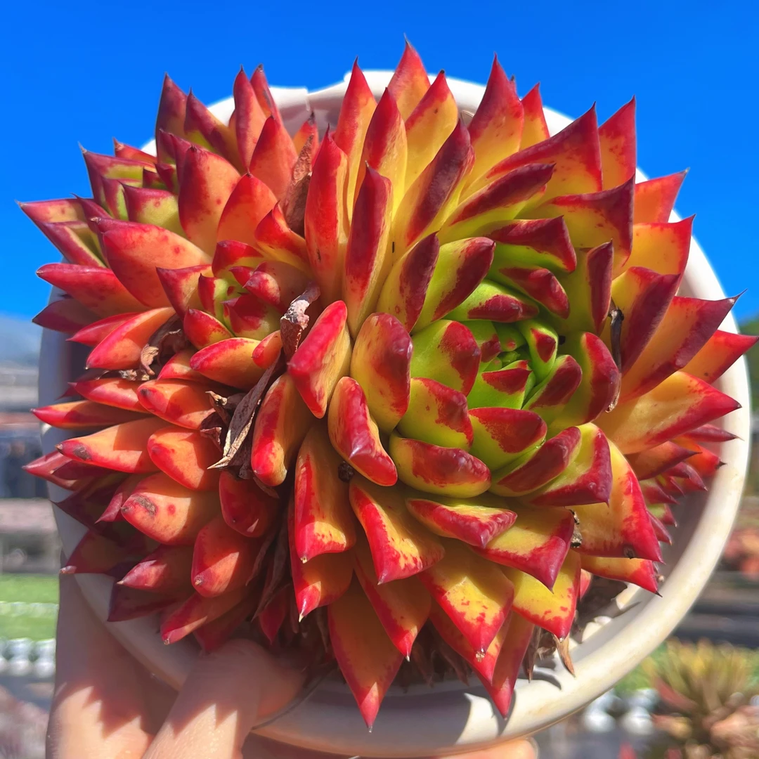 云漫多肉  口红群生  多肉植物  新手好养（邻居专场）