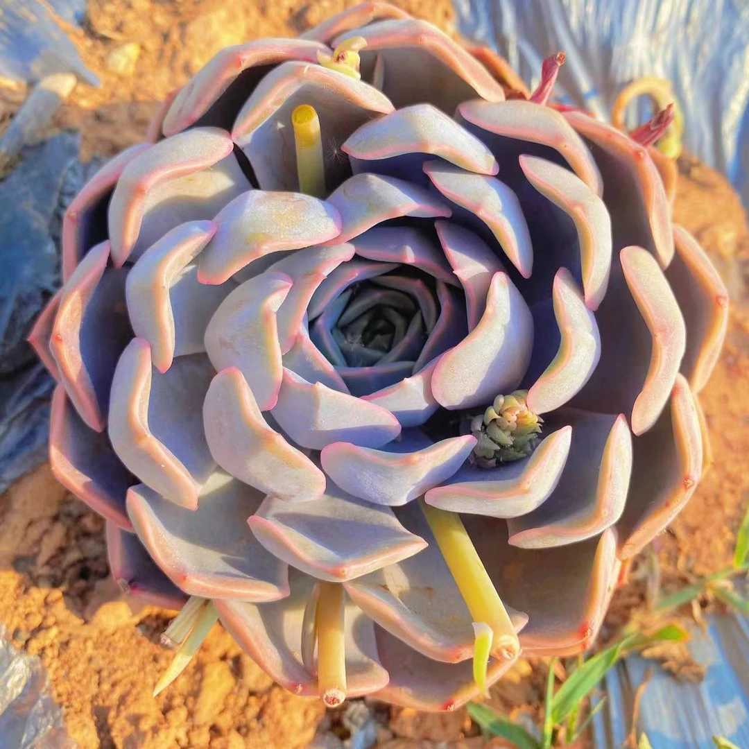 云漫多肉 地栽菲欧娜精品大单头15-18cm左右 葡萄架地块