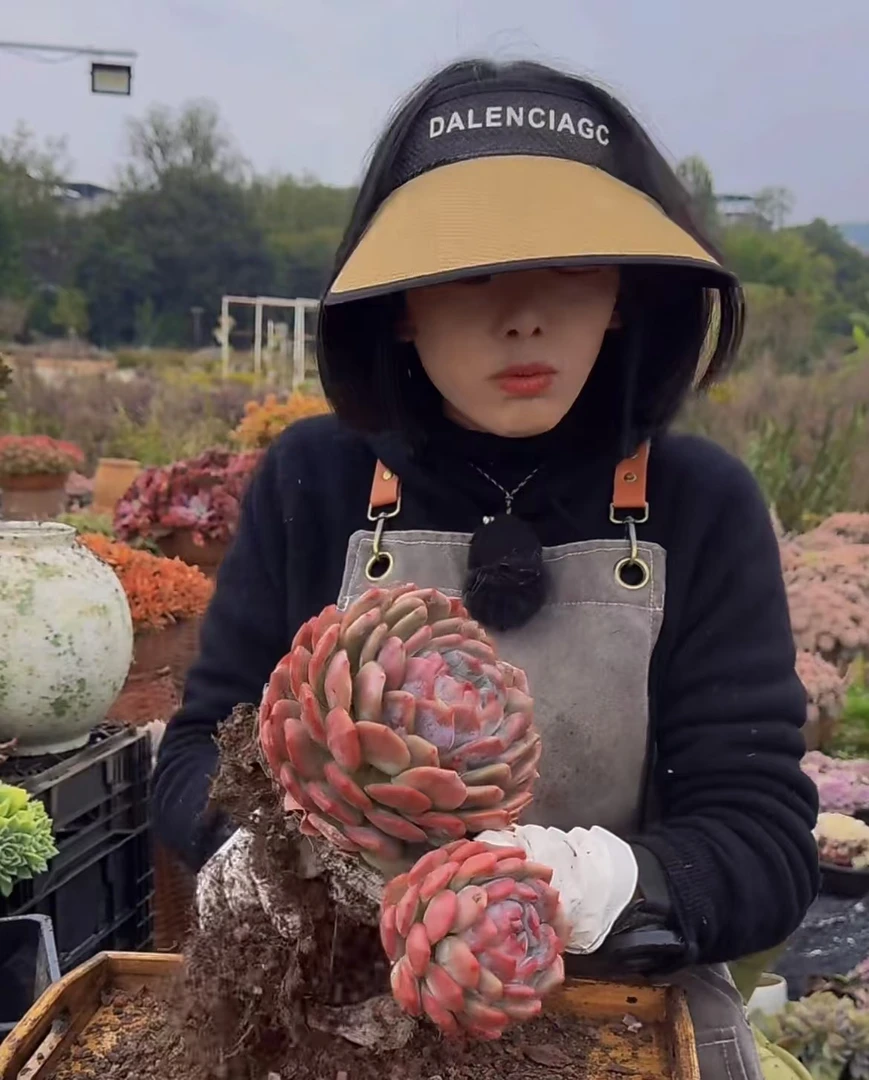 云漫多肉橙梦露大单头带仔叶边有黑色晒斑不影响美观介意勿拍