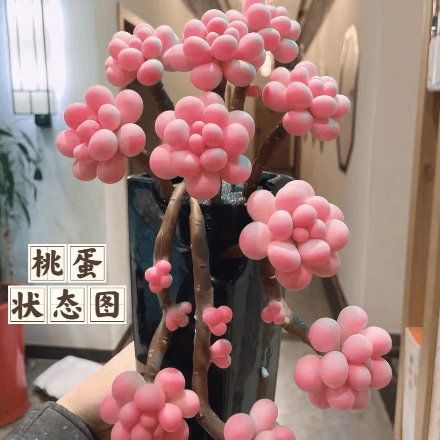 云漫多肉  桃蛋18cm左右 整桩无砍  23.8￥（晾根5-7天发货）