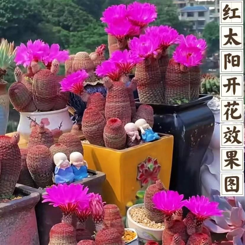云漫多肉  精品红太阳双头实生根 高5-7cm （晾根3-5天发货）