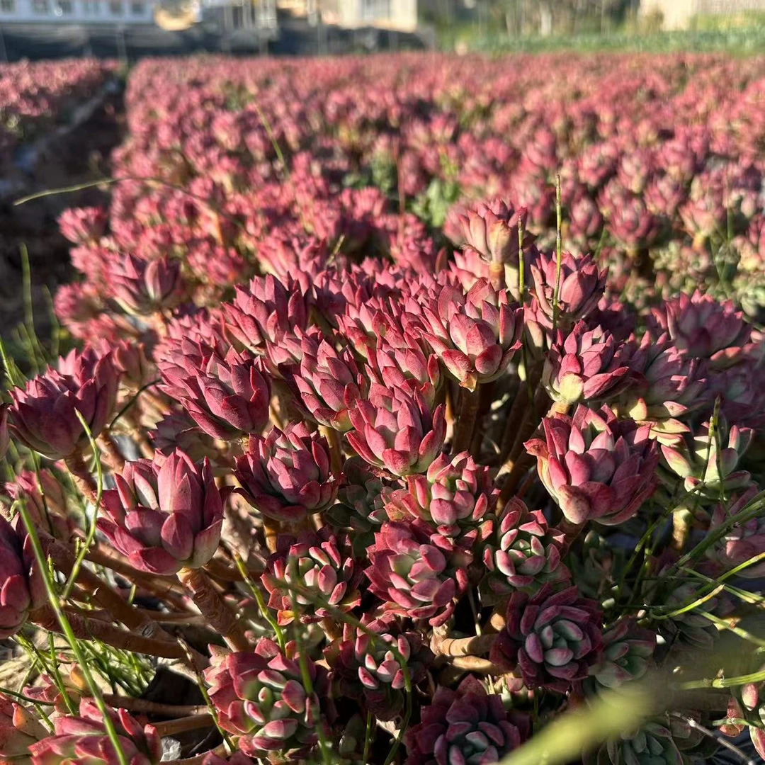 云漫多肉  地栽红稚莲15-18cm 多肉植物