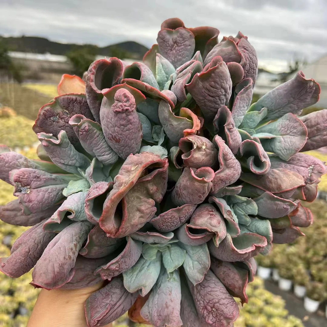 云漫多肉  男爵  多肉植物 新手推荐 精选多肉 大颗好养活