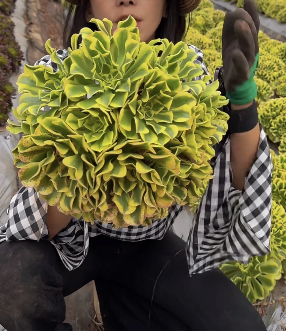 云漫多肉  地栽绿豆沙法师 15-18cm 多肉植物 葡萄架地块