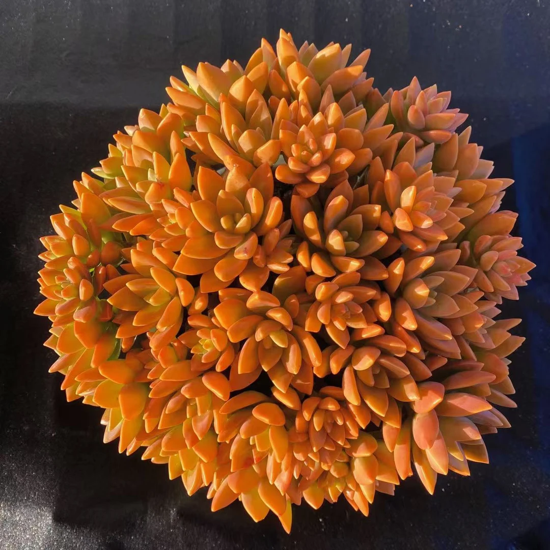 云漫多肉 黄布丁组合 18-20cm多肉植物（晾根3-5天发货）