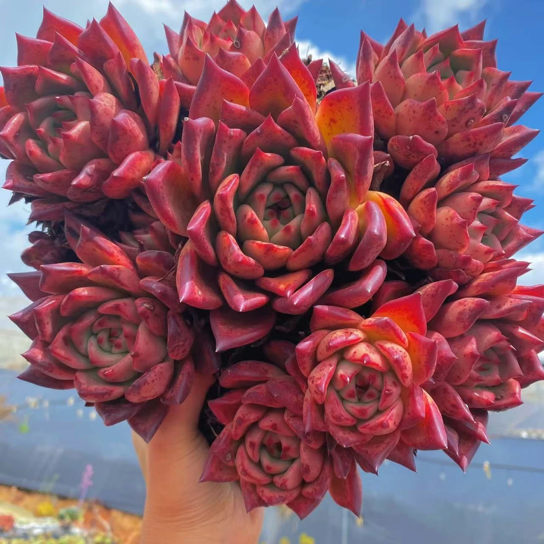 云漫多肉  皮蛋群生 多肉植物 新手好养