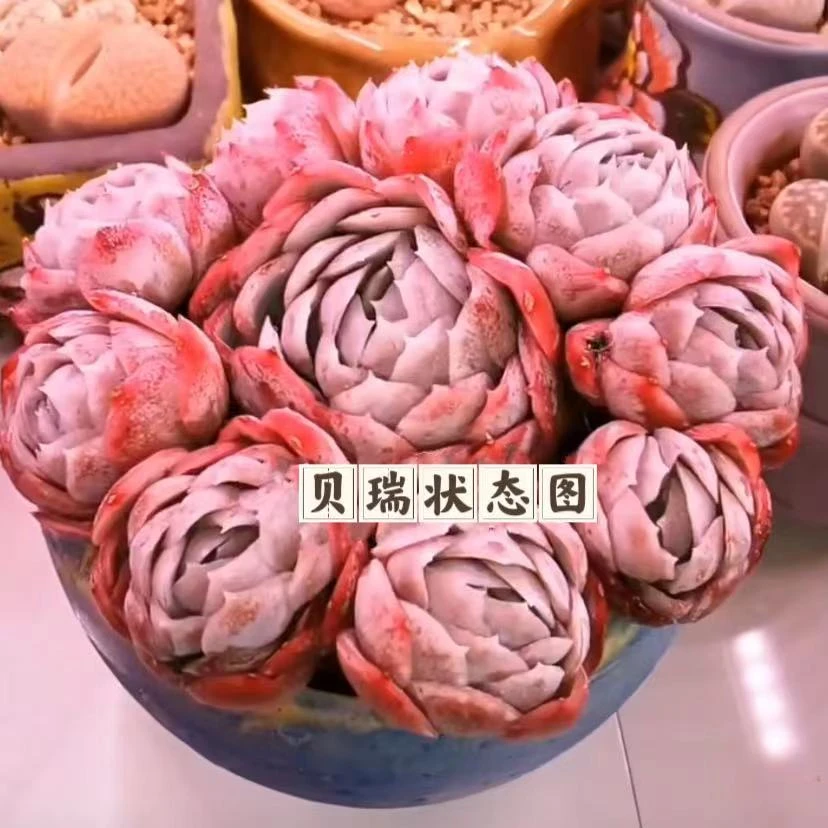 云漫多肉 地栽香水贝瑞 20cm左右  晾根3-5天发货）