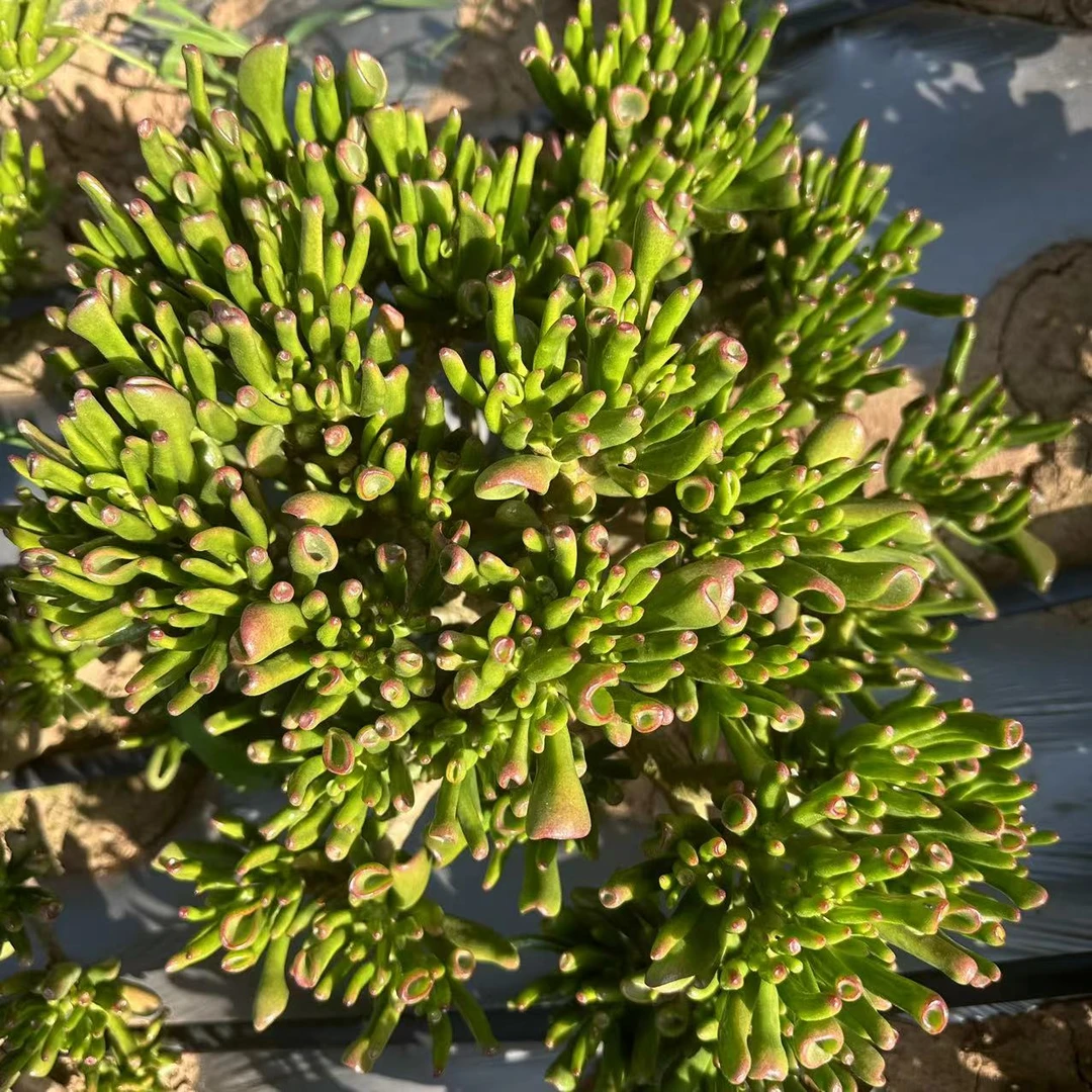 云漫多肉  河边地栽吸财树 25-30cm  多肉植物