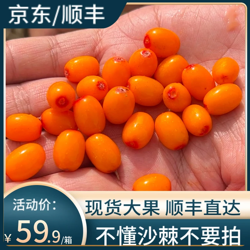 （顺丰冷链运输）阿勒泰大果沙棘冻鲜果4斤/箱 深秋红水果沙棘