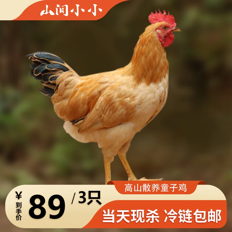 3只装散养童子鸡小公鸡