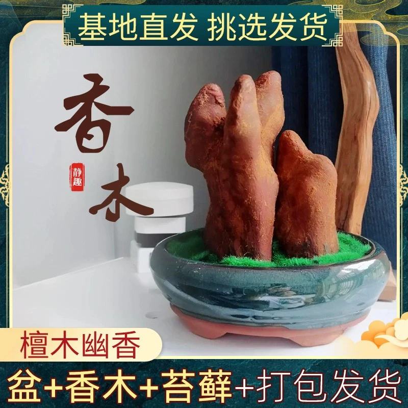 香木盆栽不用阳光耐寒办公室内驱蚊绿植小摆件庭院花卉微景观盆栽