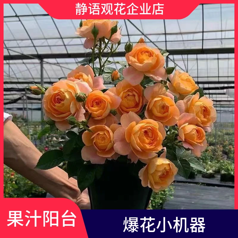 【果汁阳台】月季盆栽多季节开花庭院阳台花卉爆花小机器