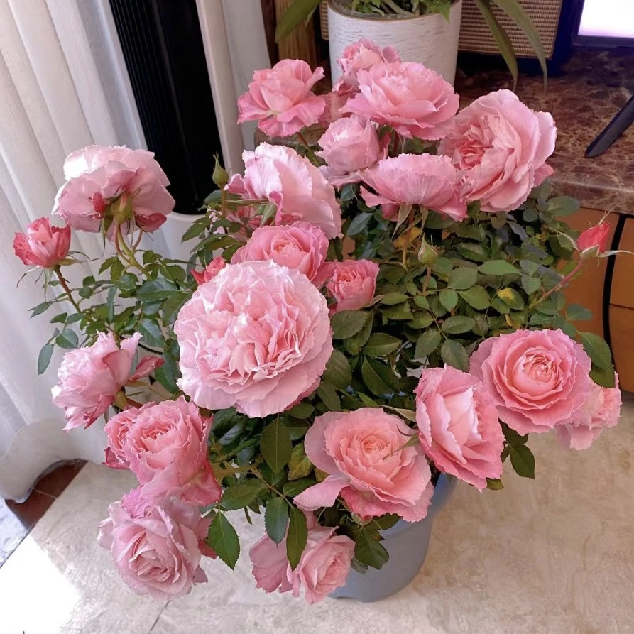 【海神王 】180月季花 四季开花勤花阳台庭院绿植 盆栽月季花卉阳台