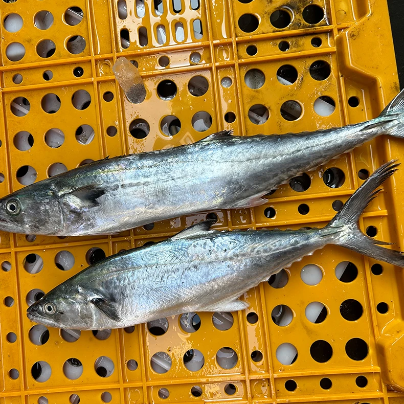 舟山深海蓝点马鲛鱼新鲜冰鲜鲅鱼海鲜水产
