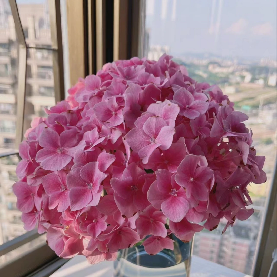 绣球华鲜花真花水培花绣球云南昆明鲜基地直发室内办公室摆放插花