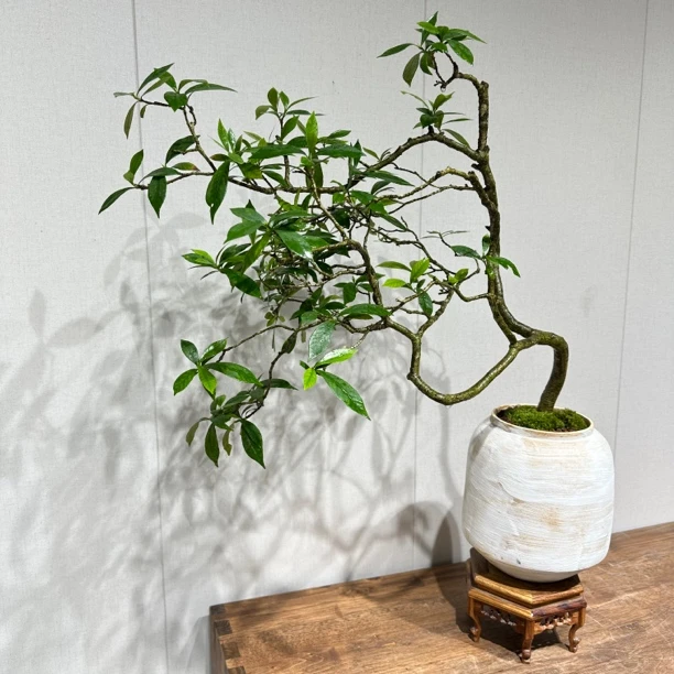 海岛栀子花春花石枫一物一拍茶室茶空间