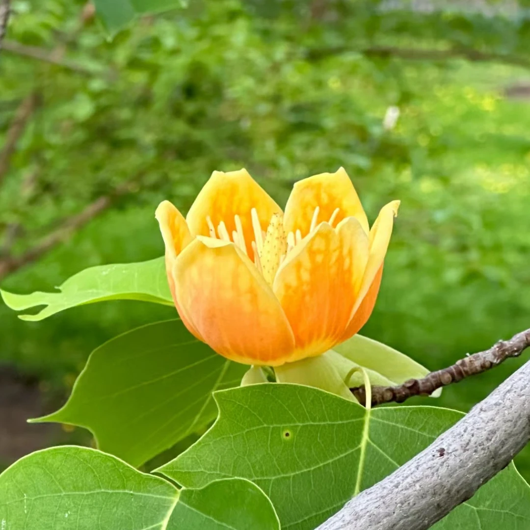 花叶鹅掌楸马褂木木兰科植物春季花叶夏季返绿秋季黄叶