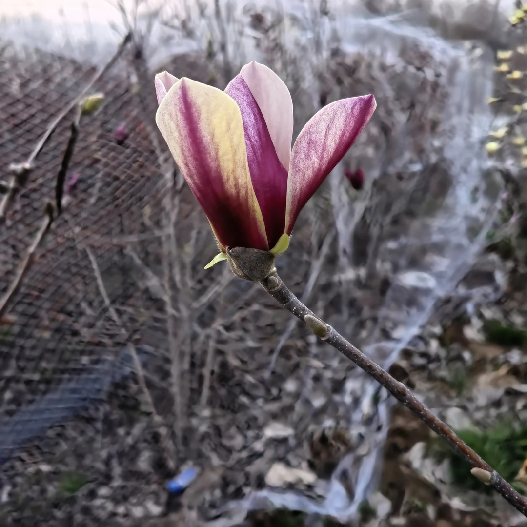 紫韵玉兰花新品种玉兰花树苗