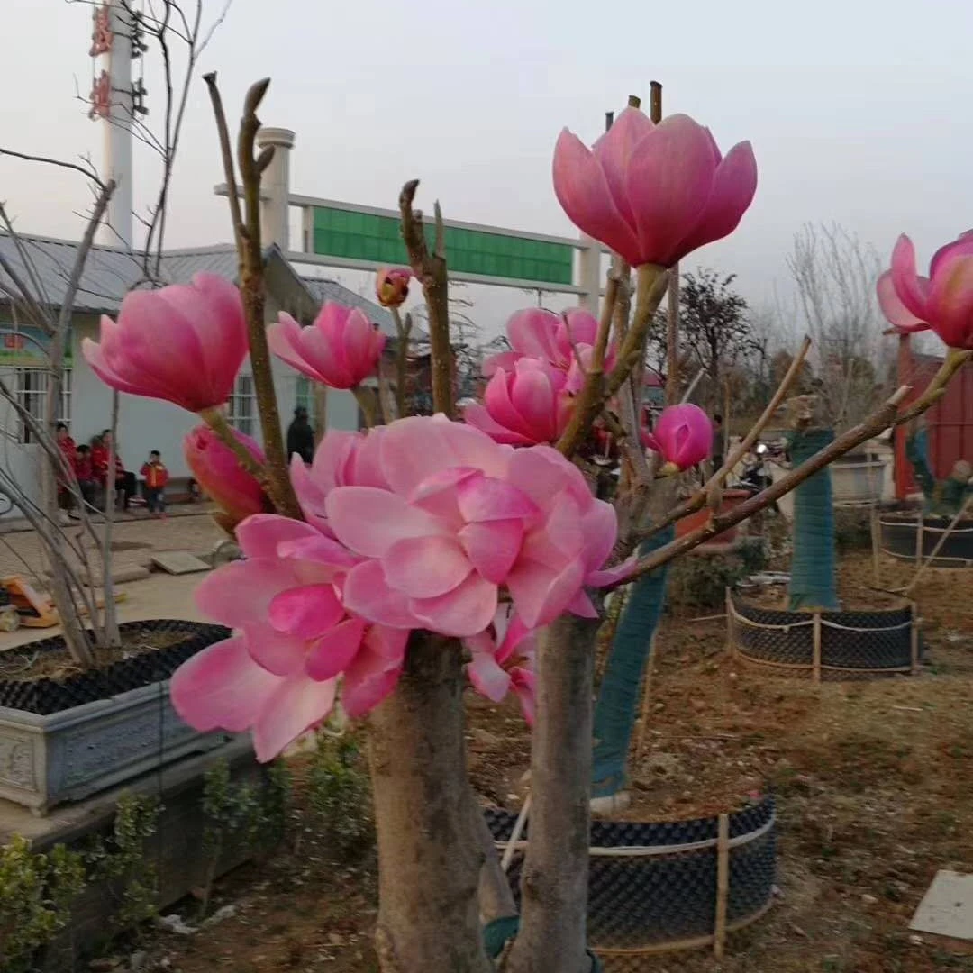 粉荷玉兰 里外红色或粉色