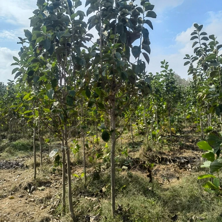 苗圃到期玉兰花树清地处理一物一拍现挖现发