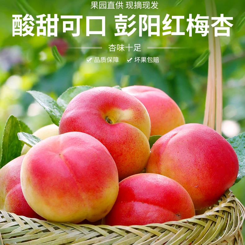 宁夏彭阳县正宗新鲜红梅杏酸甜多汁