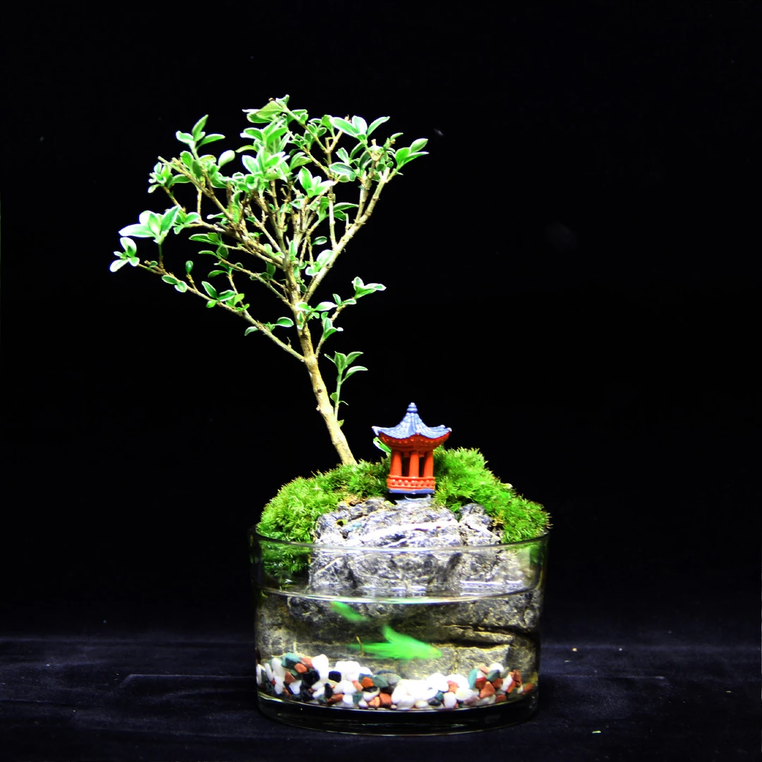 【限售】六月雪~金边六月雪青龙石桌面绿植山水微景观【直径13cm高8】
