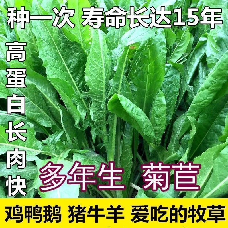 菊苣种籽大叶多年生兔子草种猪牛鱼鸡鸭鹅爱吃的养殖四季牧草种子