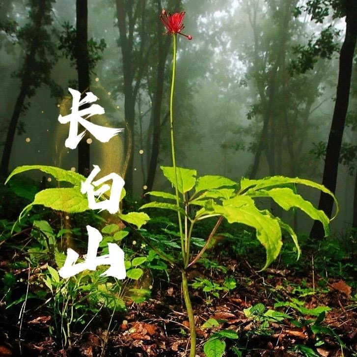 8（套装）小参娘林下参老丈人推荐泡酒参王直播链接