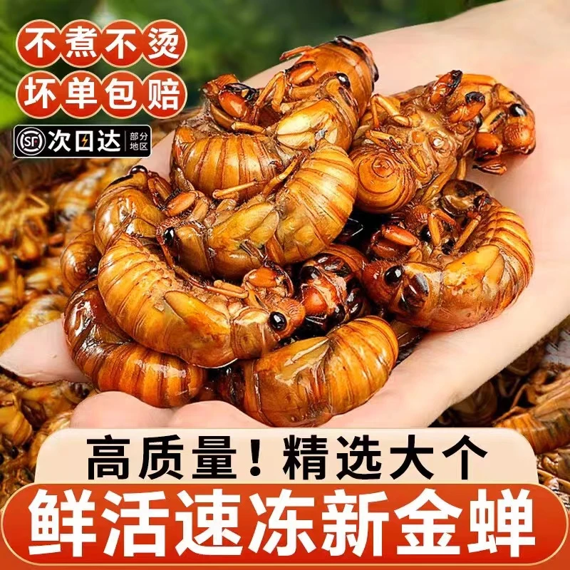 知了猴金蝉新鲜爬叉猴子蝉蛹活体速冻河南野生蚕蛹爬蚱结了龟顺丰