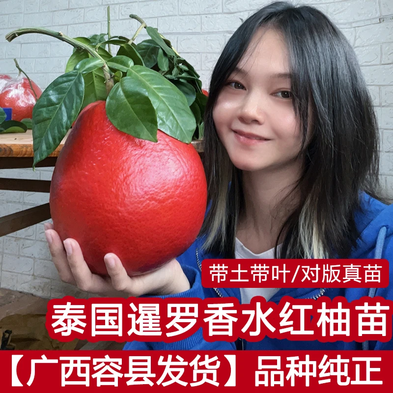 泰国暹罗香水红柚嫁接苗柚子树新品种红心纯甜水果树结果快