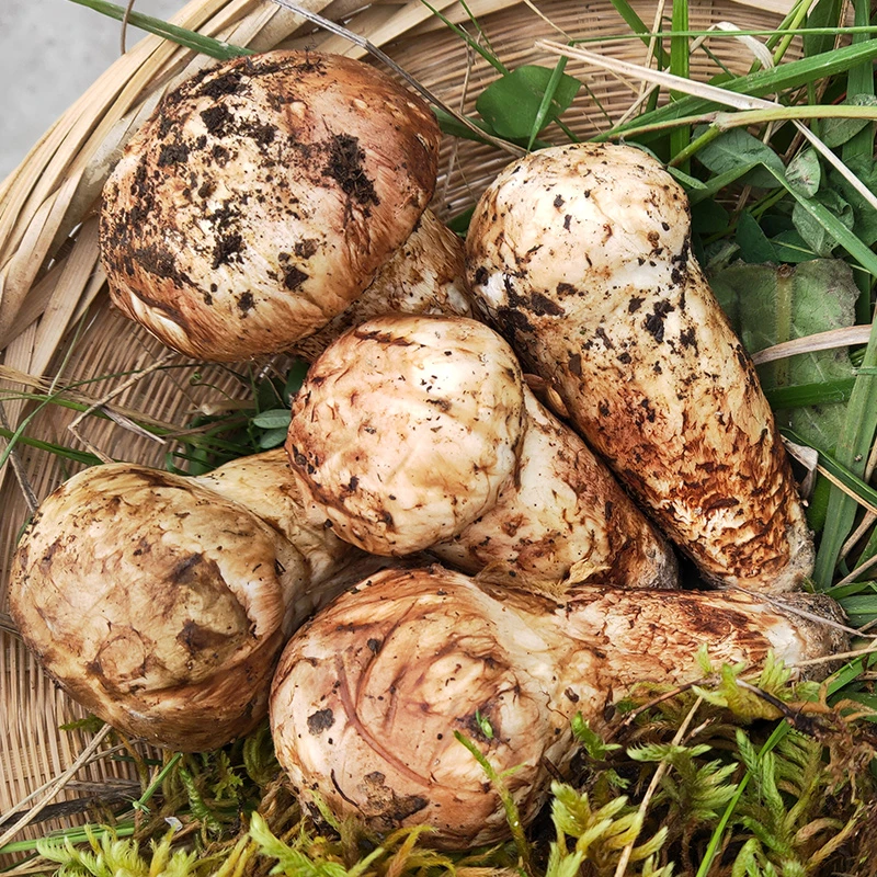 现货 2024年小金新鲜松茸野生松茸500g2000g野生菌顺丰包邮