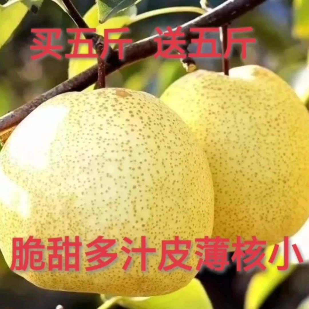 正宗酥脆砀山梨新鲜水果皮薄核小美味食用好吃多汁