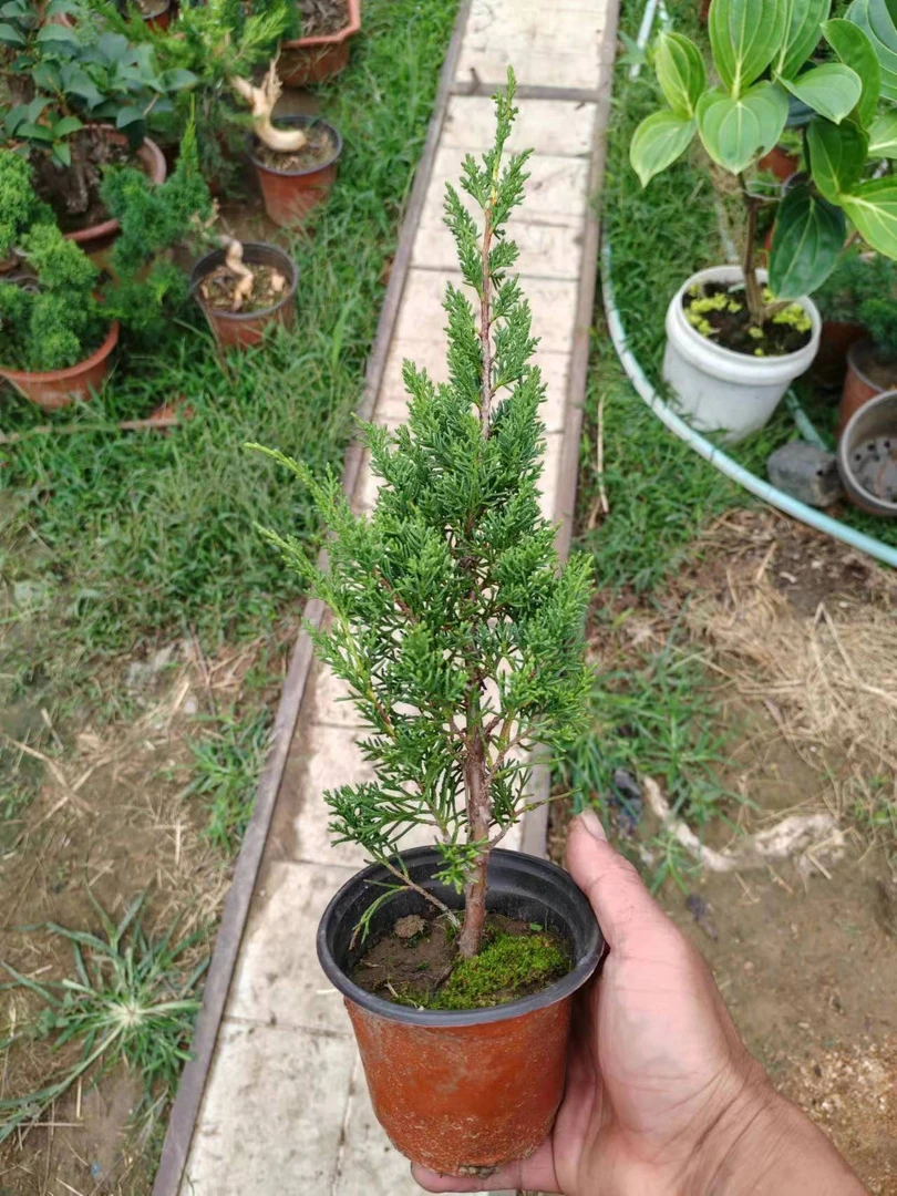 （一物一拍）济州真柏盆景树桩日本微型系鱼川真柏苗小品纪州盆栽