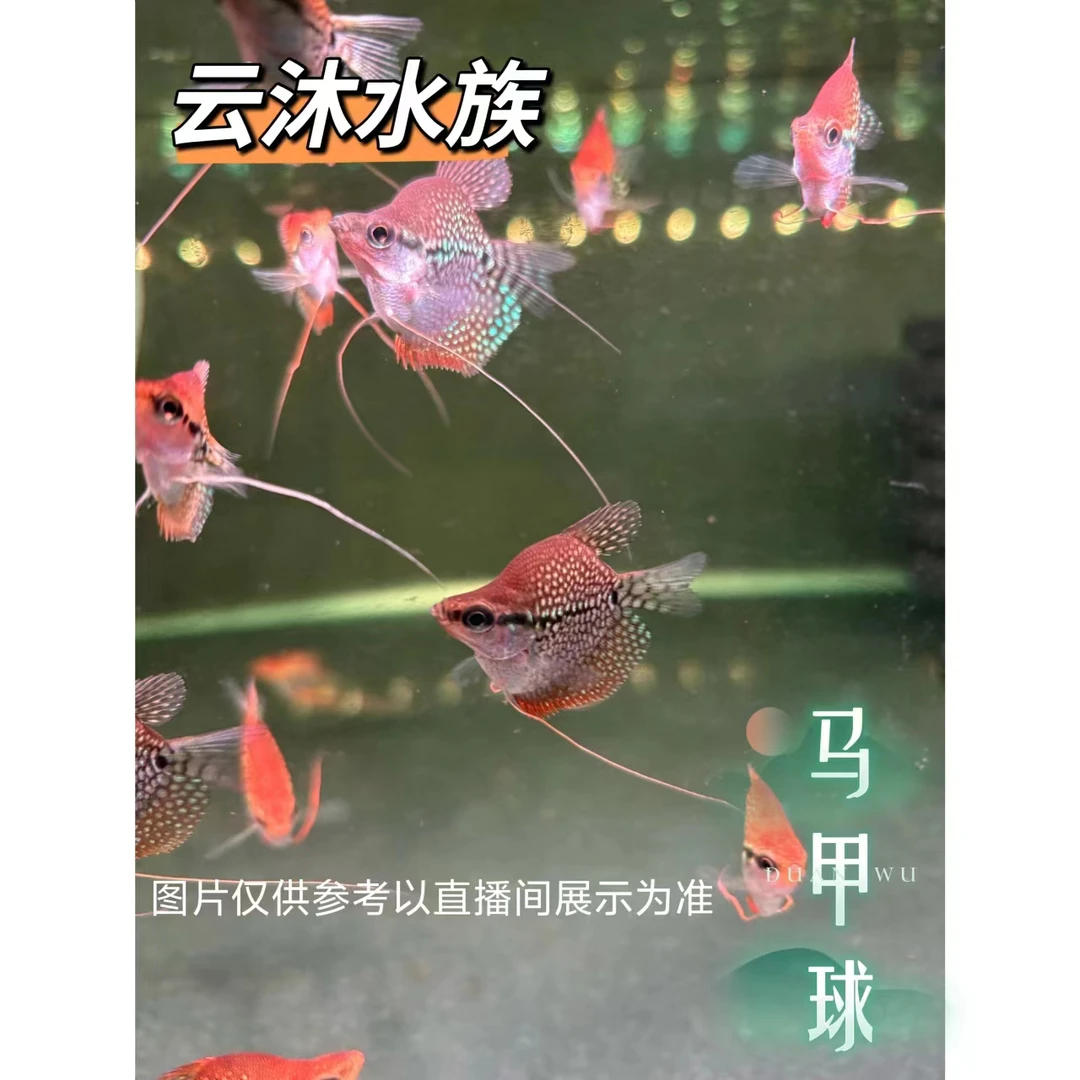 云沐水族珍珠马甲球黄金马甲球蓝曼龙球鱼活体发货