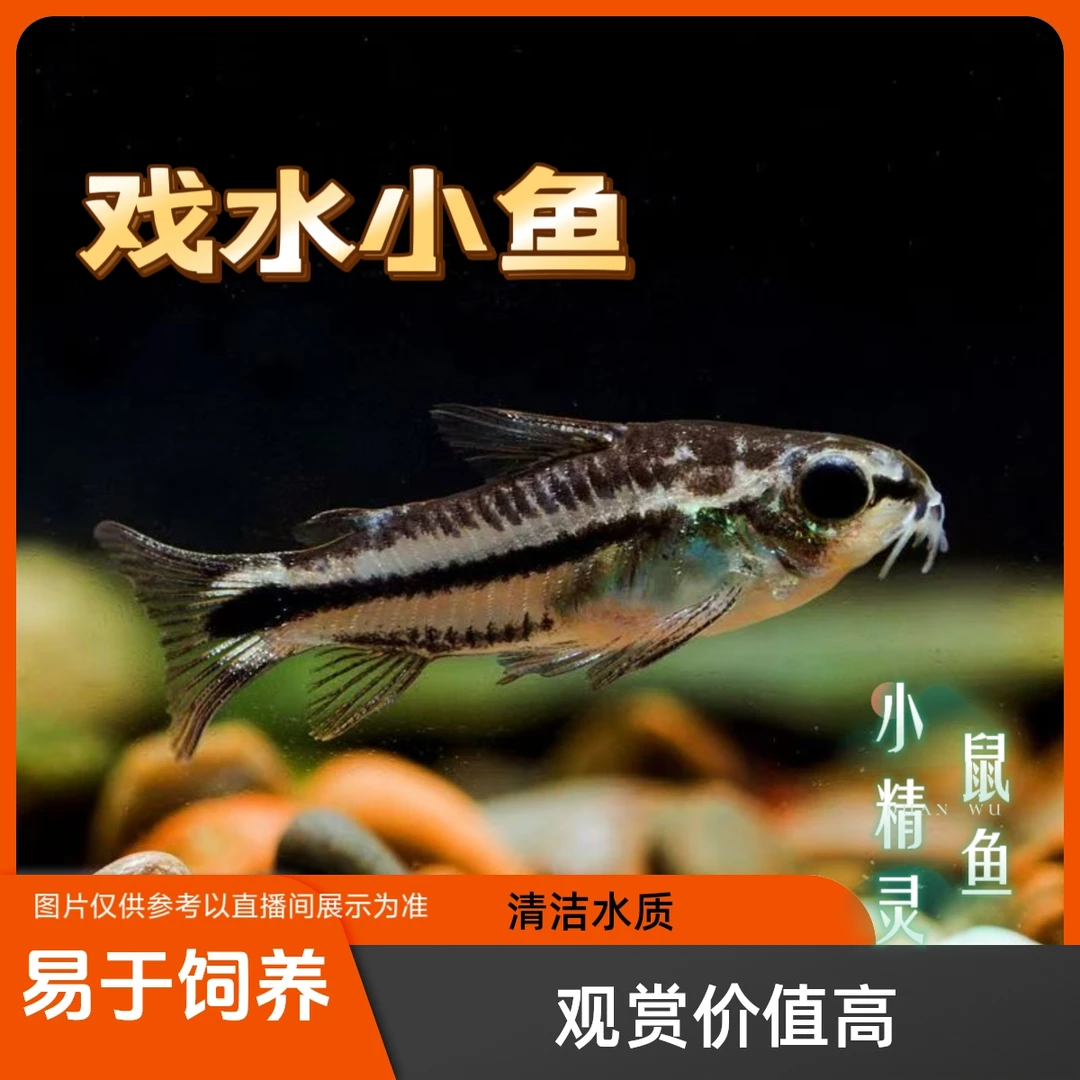 小精灵鼠鱼 工具鱼清缸鱼 活体发货 戏水小鱼