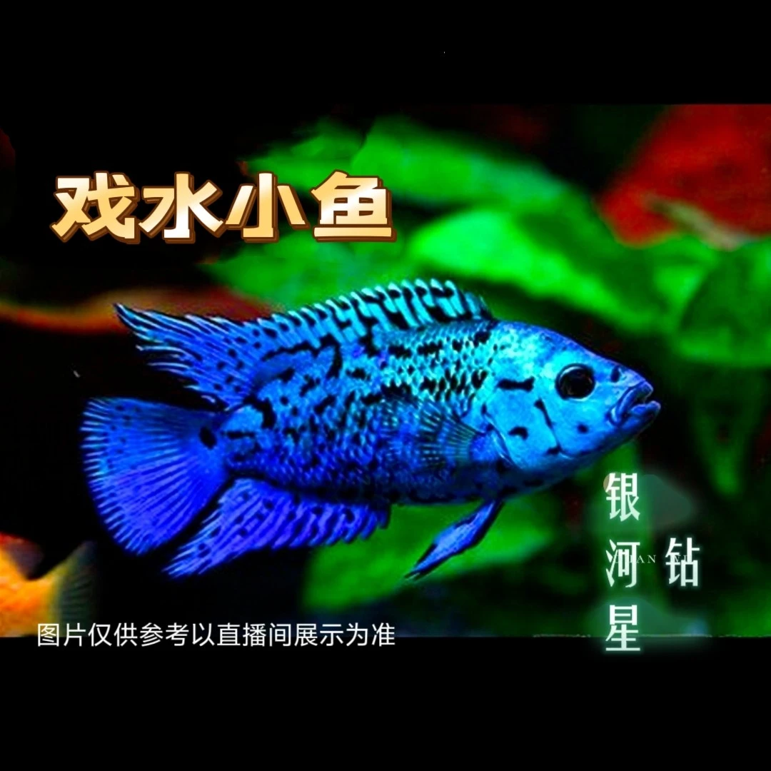 银河星钻  慈鲷科 活体发货 戏水小鱼