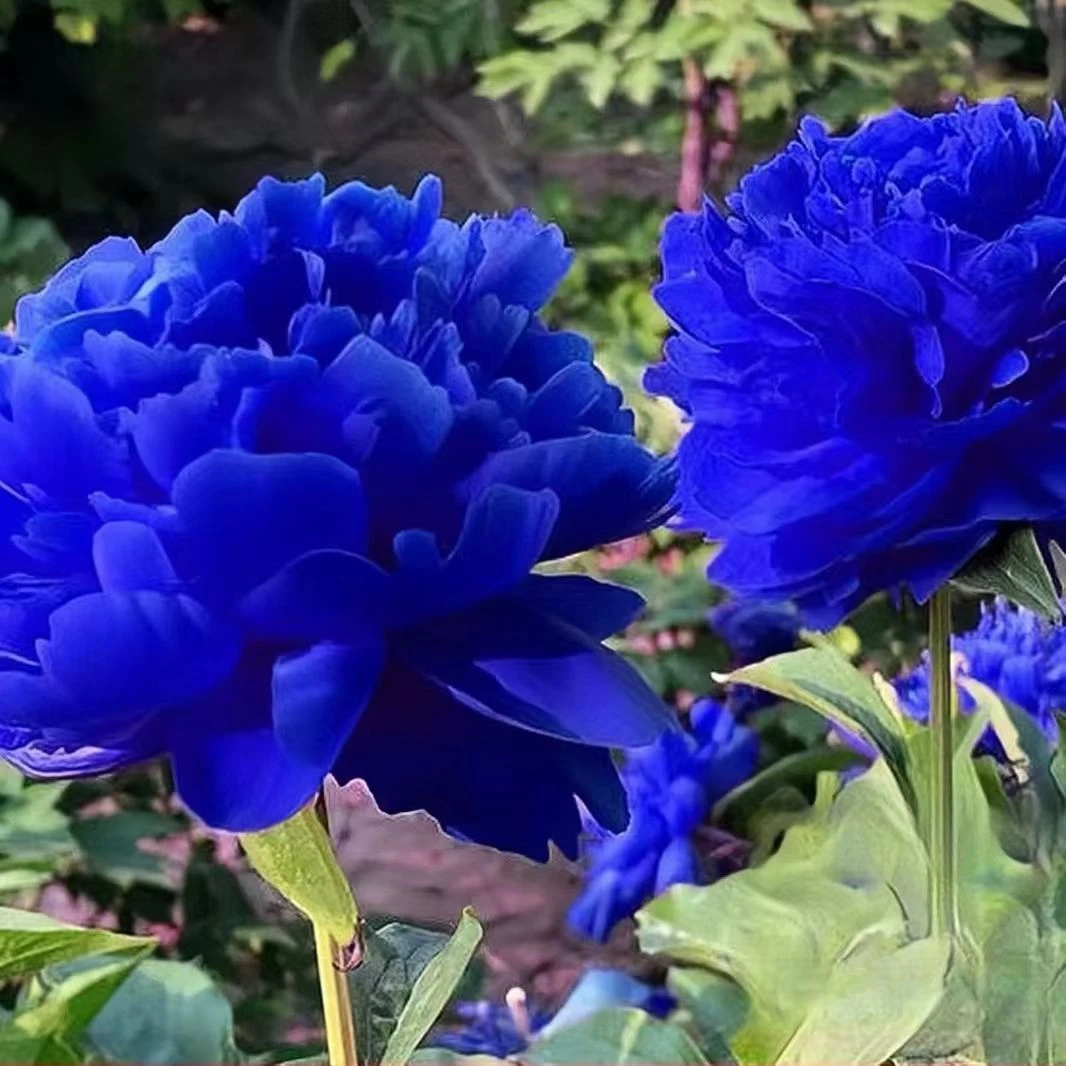 带芽牡丹花苗盆栽洛阳正宗大苗花种老桩庭院花卉重瓣室内外花树苗