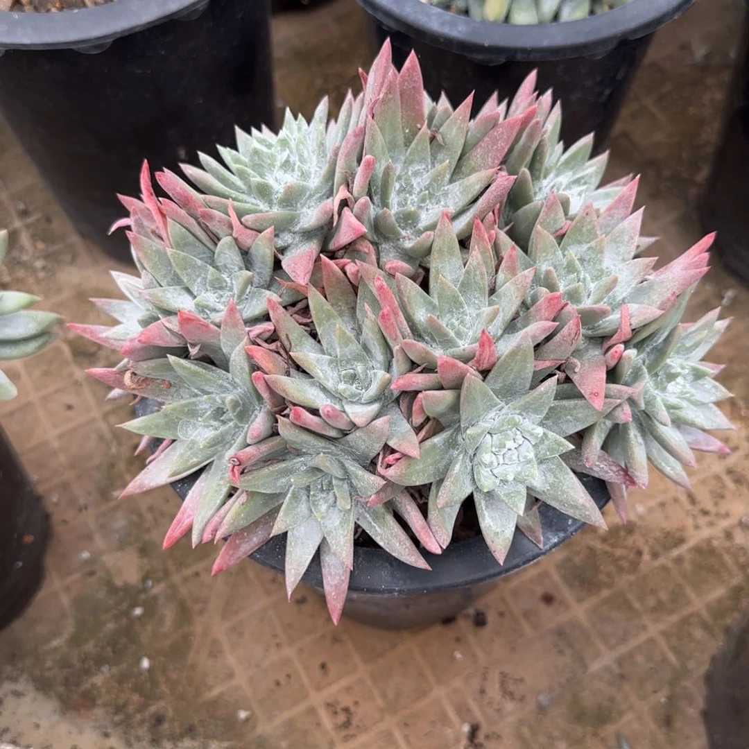 胡*慧胡姐白雪092410