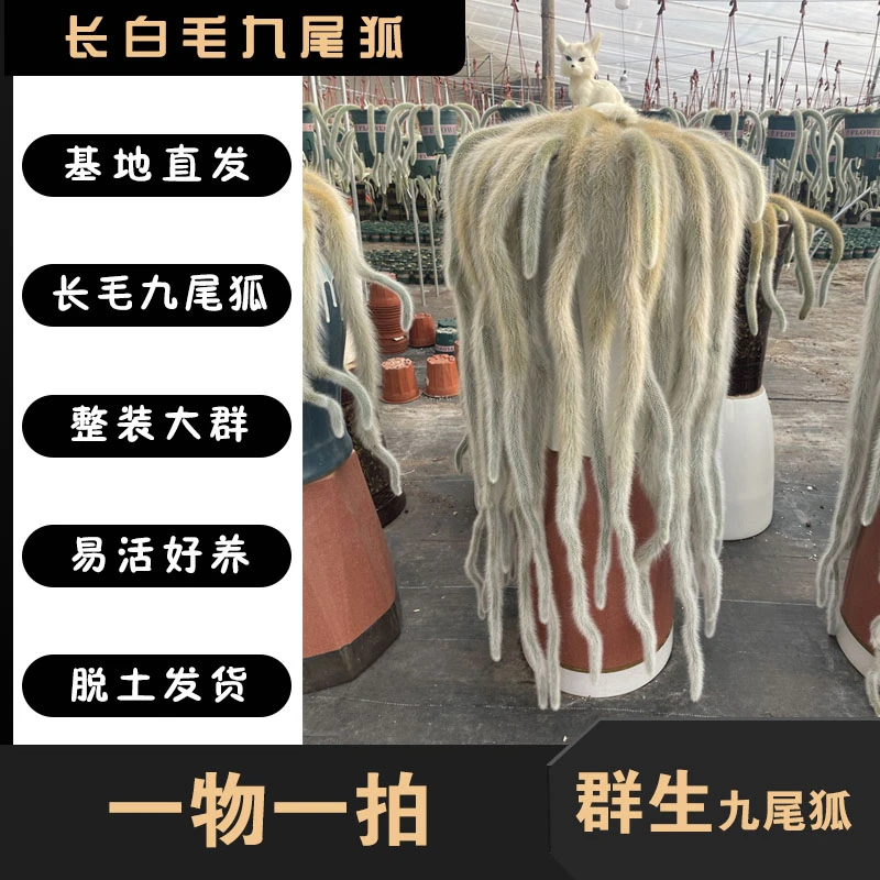 九尾狐长白毛多肉植物好养开花整群种植观赏天然夏季展示拍下春季