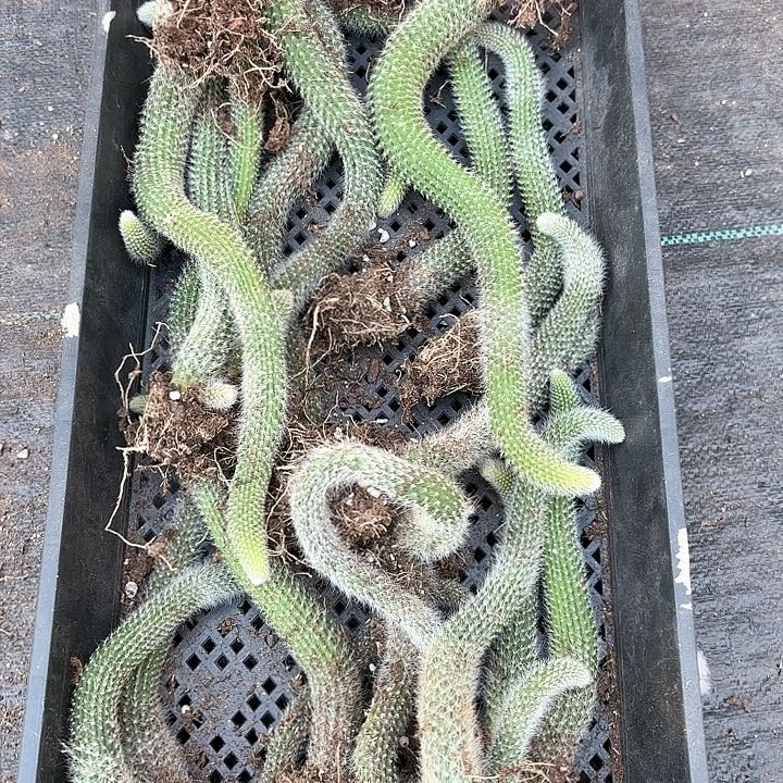 长白毛九尾狐量拍