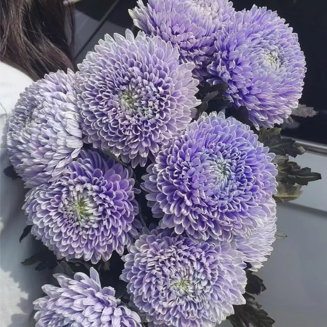 【新疆鲜花】牡丹菊一扎5支