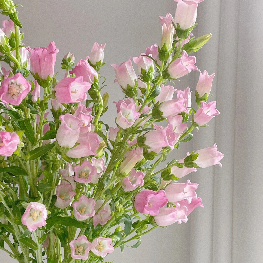 【新疆鲜花】粉色风铃一扎