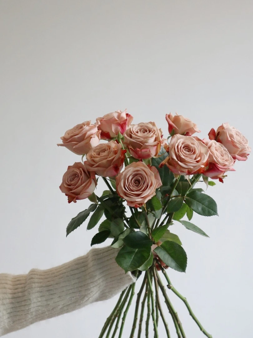 【新疆鲜花】A级卡布奇诺玫瑰10支（8支+2支售后）