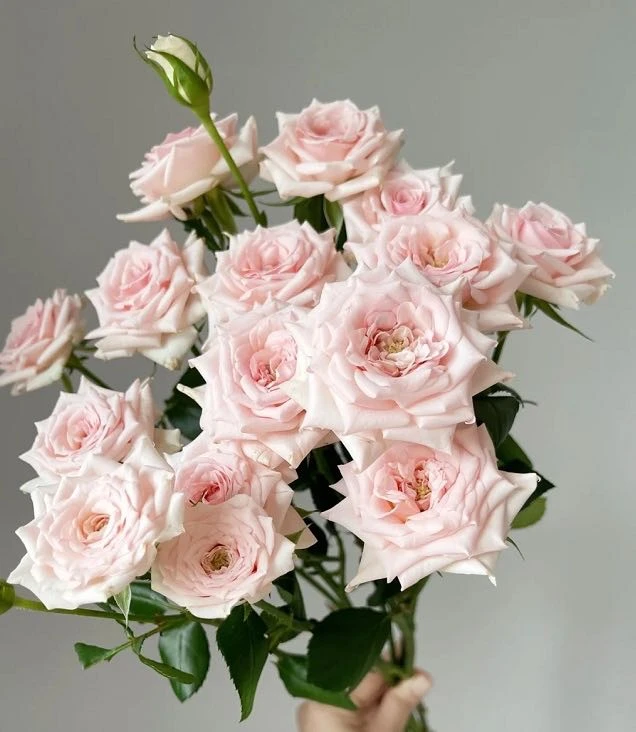 星悦宝贝多头玫瑰10支送1袋鲜花保鲜剂