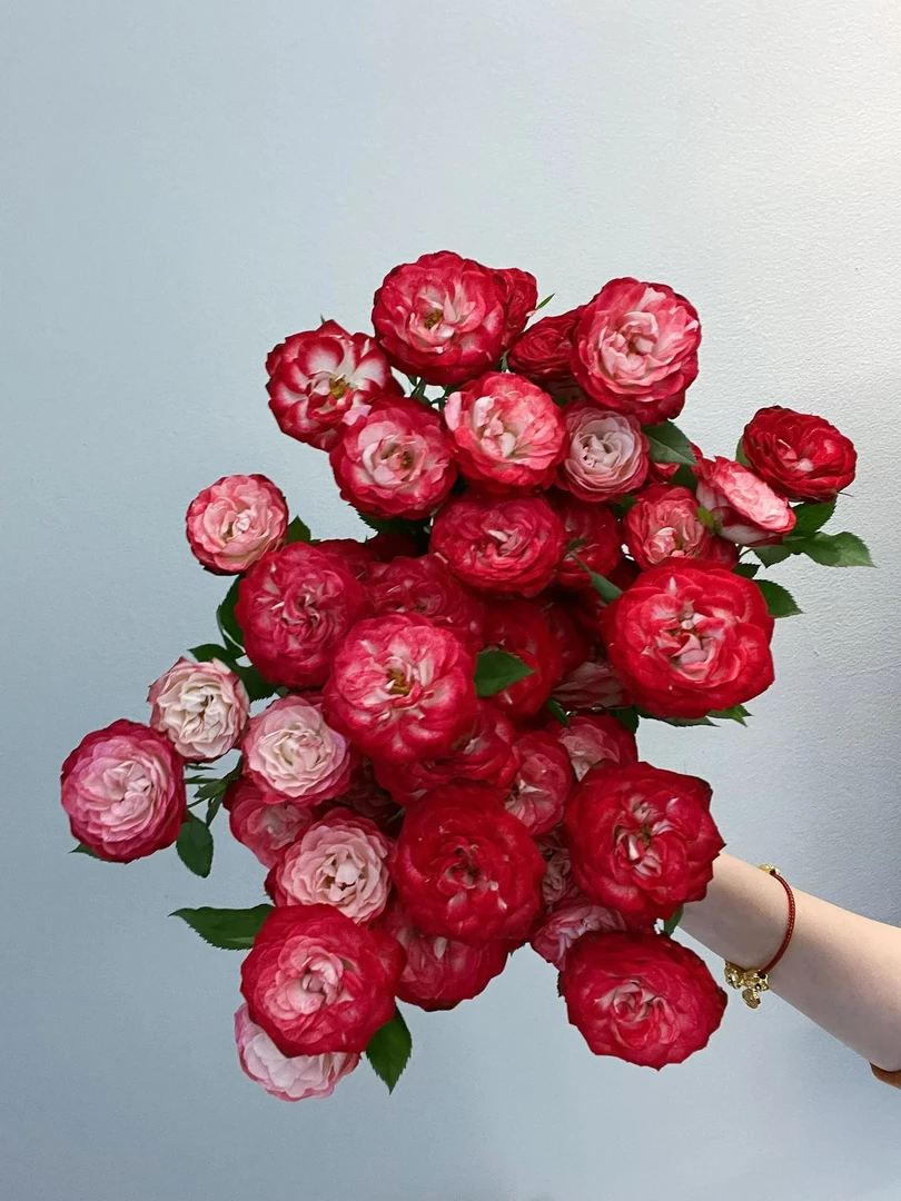 【新疆鲜花】B级狮子座多头玫瑰10支（8支+2支售后）