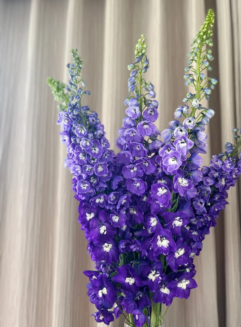 紫色大飞燕1扎送1袋鲜花保鲜剂