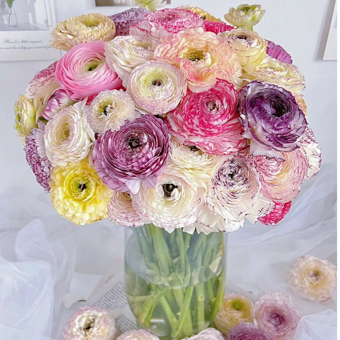 【新疆鲜花】花边洋牡丹一扎10支（8支+2支售后）